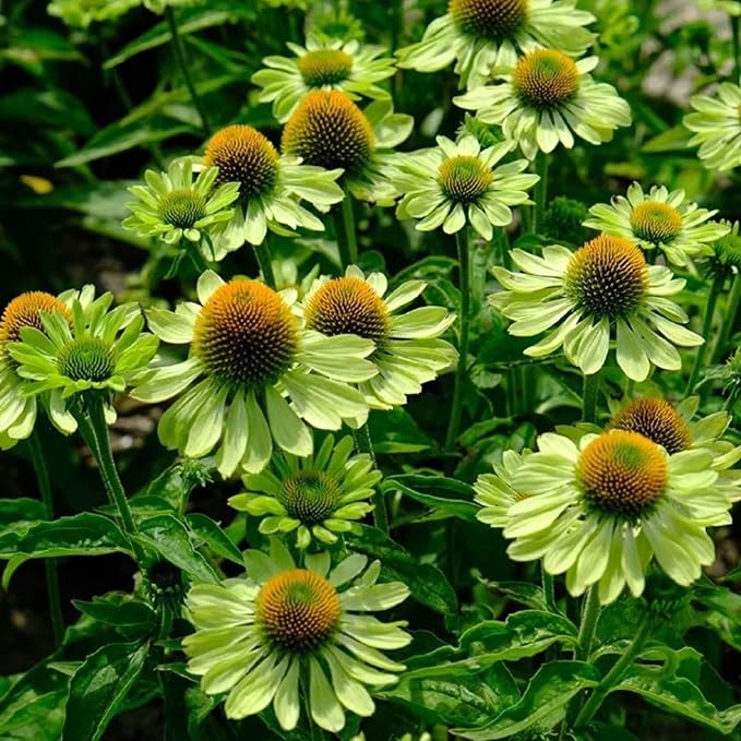 Echinacea Coneflower Seeds for Planting, 200+pcs Rare PerennialEchinacea Flower Seeds Plants, Non-GMO Heirloom Landscape Hardy Garden Colored Flowers for Outdoors