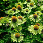 Echinacea Coneflower Seeds for Planting, 200+pcs Rare PerennialEchinacea Flower Seeds Plants, Non-GMO Heirloom Landscape Hardy Garden Colored Flowers for Outdoors