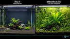 Assorted Mixed Plant Bundle - Live Aquarium Plant - Freshwater - Low | Medium | High Light