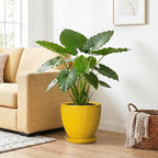 Ceramic Planters for Indoor Plants, 10 Inch Plant Pot Indoor with Drainage Hole and Saucer, Modern Large Flower Pots for Indoor Plants, Round Planter, Home Garden Decor, Gardening Gifts, Yellow