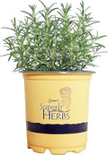 Sara's Superb Herbs - Rosmarinus officinalis 'Arp' (Rosemary) Herb, , 1 - Size Container