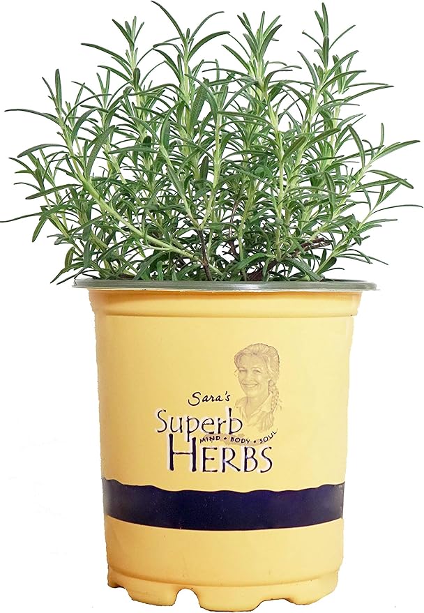 Sara's Superb Herbs - Rosmarinus officinalis 'Arp' (Rosemary) Herb, , 1 - Size Container