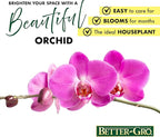 Better-GRO 19” Hanging Kokedama with Phalaenopsis Orchid – Indoor/Outdoor Planter- Purple