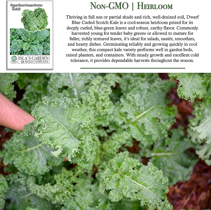 Dwarf Blue Curled Scotch Vates Kale Seeds (Brassica oleracea) – 750+ Non-GMO & Heirloom Seeds by Isla’s Garden Seeds, Classic Cool-Season Leafy Green for Gardens, Containers & Microgreens, Gift Idea