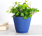Thorsen's Greenhouse Live Green English Ivy Plant, Hedera Helix, Natural Air Purifier, Easy to Grow, Live Indoor Houseplant, (Navy - 6" Pot)