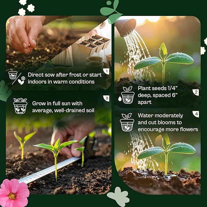 SVI 1600 Spider Plant Seeds (Cleome hassleriana) – Cleome, Spider Pink Flower Seed Packets Bulk, Wildflower Seed – Heat Tolerant Wild Flowers, Annual Cut Flower Seeds for Outdoor Garden, Flowers Beds