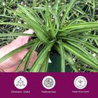 Solid Green Spider Plant Large Size - Low Maintenance, Air-Purifying, Thrives in Home & Office - Perfect for Plant Enthusiasts - Live Houseplant in Potting Soil (1)