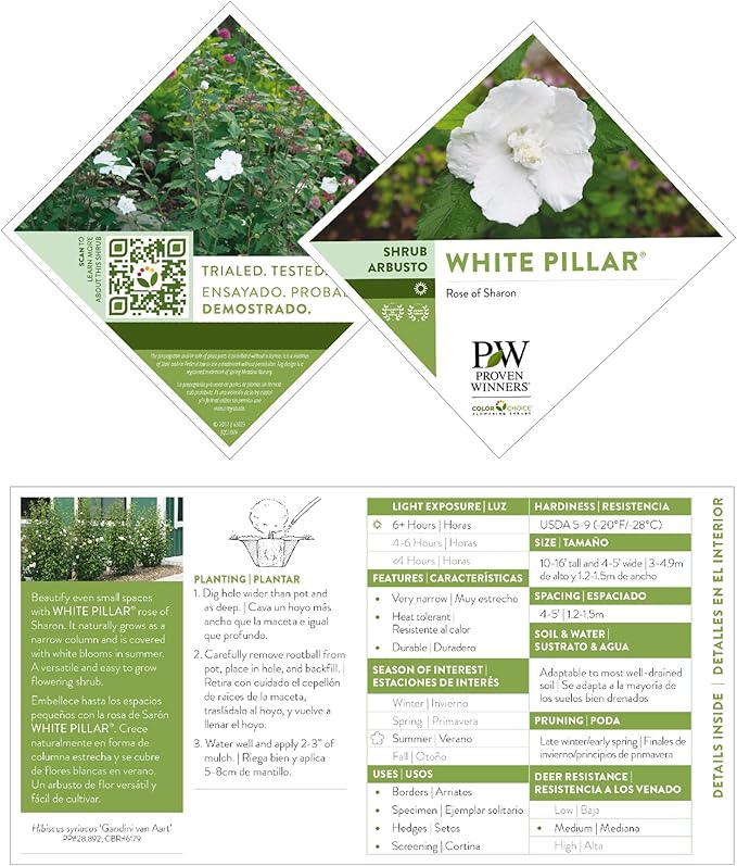Proven Winners 2 Gal. White Pillar Rose of Sharon (Hibiscus) Shrub