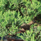 Brussel's Bonsai - Live Green Mound Juniper Bonsai Tree in Zen Reflections Pot, Outdoor Bonsai Tree Live Plant, 3 Years Old, 6-8 Inches Tall, Easy Care Bonsai for Patio Garden (Small)