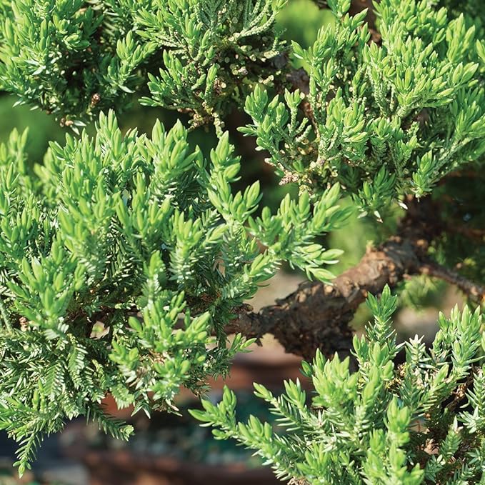 Brussel's Bonsai - Live Green Mound Juniper Bonsai Tree in Zen Reflections Pot, Outdoor Bonsai Tree Live Plant, 3 Years Old, 6-8 Inches Tall, Easy Care Bonsai for Patio Garden (Small)