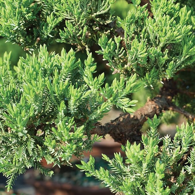 Brussel's Bonsai - Live Green Mound Juniper Bonsai Tree Kit, Outdoor Bonsai Tree Live Plant with Ceramic Pot and Soil, Easy Care Bonsai Starter Kit for Patio Garden (Small)