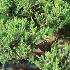 Brussel's Bonsai - Live Green Mound Juniper Bonsai Tree with Rock Pot and Bonsai Tray, Outdoor Bonsai Tree Live Plant, 5 Years Old, 6-10 Inches Tall, Easy Care Bonsai for Patio Garden (Medium)