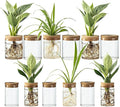 Glass Plant Propagation Stations for Plants – Set of 12(6 Large & 6 Small) Hydroponic Vases for Plant Cuttings,Flower Arrangements, Home & Office Decor–Desktop Vases for Living Room, Bedroom (12)