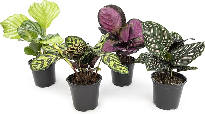 Calathea Prayer Plants Live House Plants Kit (4 PK), Calathea Plant Live Indoor Plants & Easy to Grow Houseplants (12 Pack) Live House Plants in Plant Containers