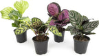 Calathea Prayer Plants Live House Plants Kit (4 PK), Calathea Plant Live Indoor Plants & Easy to Grow Houseplants (12 Pack) Live House Plants in Plant Containers