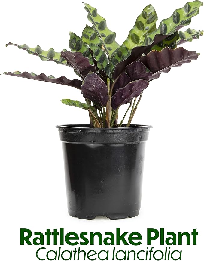 Calathea Plant Live Prayer Plant Live Indoor Plant, Calathea Live Plant Live House Plant Live Plants Indoor, Live Houseplants Live Prayer Plants Live House Plants by Plants for Pets, Black