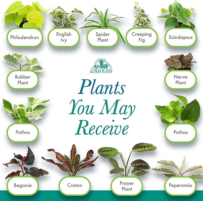 Altman Plants Live Houseplants (6PK), Indoor Plants for Delivery Prime, Live Plants and Gardening Gifts for Plant Lovers, Planters for Indoor Plants with Potting Soil, Live House Plants Indoors Live