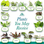 Altman Plants Live Houseplants (6PK), Indoor Plants for Delivery Prime, Live Plants and Gardening Gifts for Plant Lovers, Planters for Indoor Plants with Potting Soil, Live House Plants Indoors Live