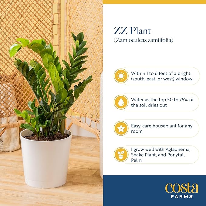 Costa Farms ZZ Chameleon Live Plant in Self Watering Pot, Easy to Maintain, Air Purifying Indoor Houseplant, Home, Room, or Office Decor, House Warming or Birthday Gift, 10-18 Inches Tall