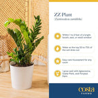 Costa Farms ZZ Live Plant in Plastic Pot, Easy to Maintain, Air Purifying Indoor Houseplant, Perfect for Home, Room, or Office Decor, Great House Warming or Birthday Gift, 12-20 Inches Tall