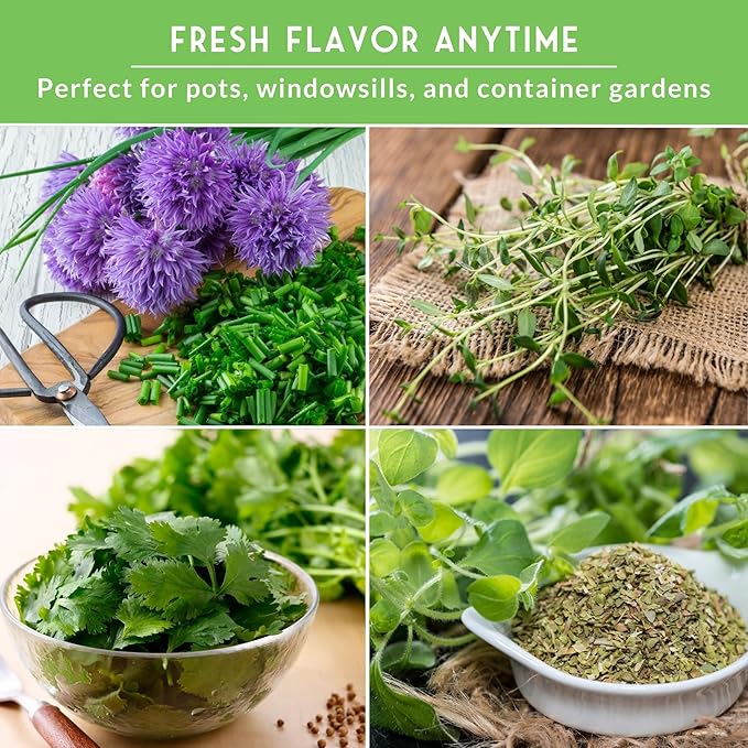 Indoor Herb Seeds Variety Pack | 10 Herbs for Planting – Basil, Mint, Parsley, Cilantro, Thyme, Dill, Chives, Oregano, Lemon Balm, Marjoram – Kitchen Garden Gift Set – Survival Garden Seeds