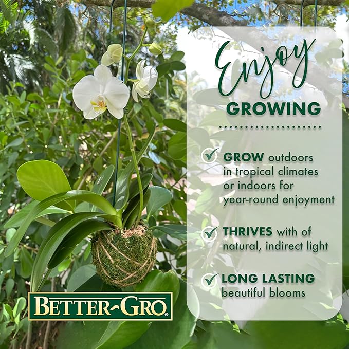 Better-GRO 19” Hanging Kokedama with Phalaenopsis Orchid – Indoor/Outdoor Planter- White