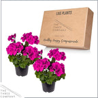 Live Flowering Zonal Geraniums - Grower's Choice Assorted Colors (3 Plants Per Pack) - Beautiful Spring Flowers - 12" Tall by 5" Wide in 1 Qt Pot