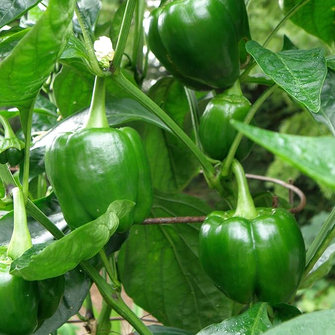 Bonnie Plants Green Bell Pepper Plugs, Live Plants, Ideal for Raised Beds and In-Ground Gardens, Sweet Bell Pepper Good for Fresh Eating, Cooking, Stuffing, and Grilling, 3 Cubic in., 6-Pack