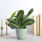 Thorsen's Greenhouse Lemon Lime Prayer Plant, Live Indoor Plant, Pet Friendly, Attractive Houseplant, Lemon Maranta, Natural Air Purifier, Easy to Grow, 4" Diameter Pot (Sage)