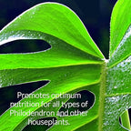 Professional Philodendron Fertilizer Liquid 3-1-2 Concentrate 8 oz, Premium Philodendron Plant Food Indoor Outdoor, Liquid Philodendron Fertilizer for House Plants Made in USA