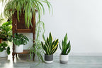 PureAir Living Collection – 3 Mixed Houseplants, Premium Indoor Houseplants, Grower’s Choice, Easy Care Greenery (3-Pack), Hand Selected, Low Light, Home Office Decor Plant Gift