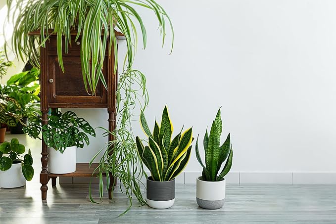 PureAir Living Collection – 3 Mixed Houseplants, Premium Indoor Houseplants, Grower’s Choice, Easy Care Greenery (3-Pack), Hand Selected, Low Light, Home Office Decor Plant Gift