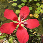 Chalily Water Hibiscus, a Great Live Pond Plant for Your Water Garden. Filters koi and Goldfish Ponds. Good for Bogs, Plant Shelf or Shallow Water This marginal Aquatic is a Real Beauty