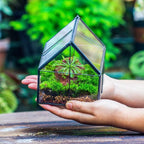 NCYP Mini Glass Terrarium with Lid - 4.25" x 4.25" x 4.92" Small House Shape Close Geometric Planter Pot for Mini Succulents Plant - Handmade, Home Garden Office Decor, Black (Terrarium Only)