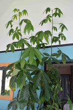 RedCrocus Money Tree Pachira aquatica Indoor Plant- Lucky, Easy Care, Pet Safe, Decorative Foliage 6" Pot