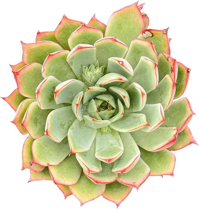 Sprout N Green Echeveria 'Yeon-Deung' in 4 inch Starter Pot, Rare Live Succulent Plant Fully Rooted in Planter with Soil, Home Office Indoor Outdoor Wedding Decoration DIY Projects Party Favor
