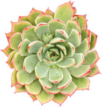 Sprout N Green Echeveria 'Yeon-Deung' in 4 inch Starter Pot, Rare Live Succulent Plant Fully Rooted in Planter with Soil, Home Office Indoor Outdoor Wedding Decoration DIY Projects Party Favor