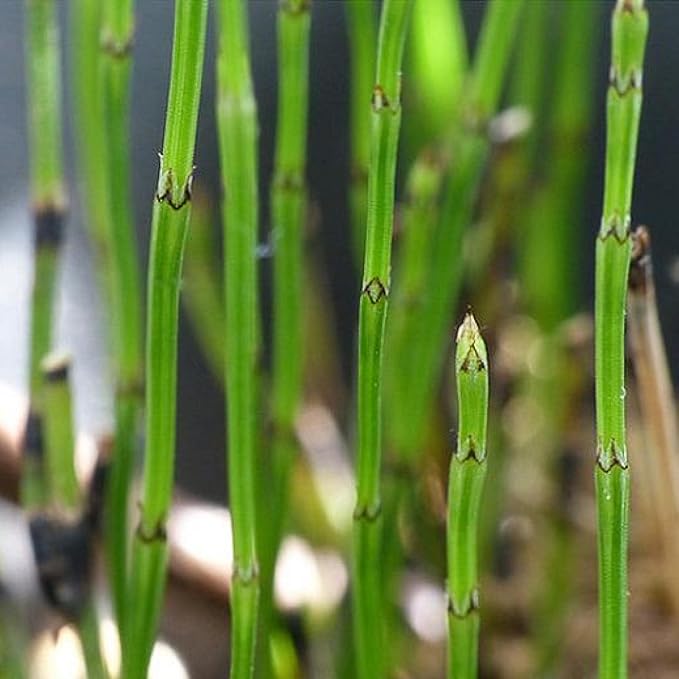 Dwarf Horsetail Rush, a Great Live Pond Plant for Your Water Garden. Filters The koi and Goldfish Pond. Good for Bogs, Plant Shelf or Shallow Water This marginal Aquatic is a Real Beauty