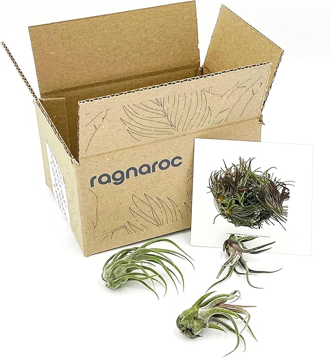 ragnaroc Air Plants - Tillandsia Pruinosa, Large 3-5" - 3ct - Live Arrival Guaranteed - House Plants for Home Decor & Gift