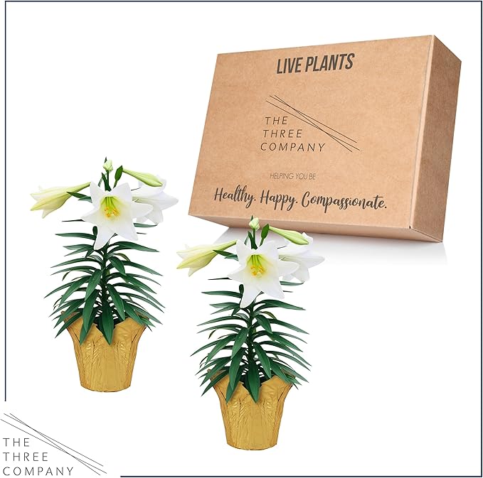 Live Flowering Easter Lily in Deco Cover (2 Plants Per Pack), 3+ Blooms Per Plant, 12" Tall by 6" Wide in 1.25 Qt Pot