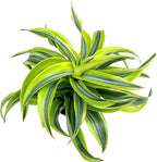 Dracaena Lemon Surprise Air Purifying House Plant