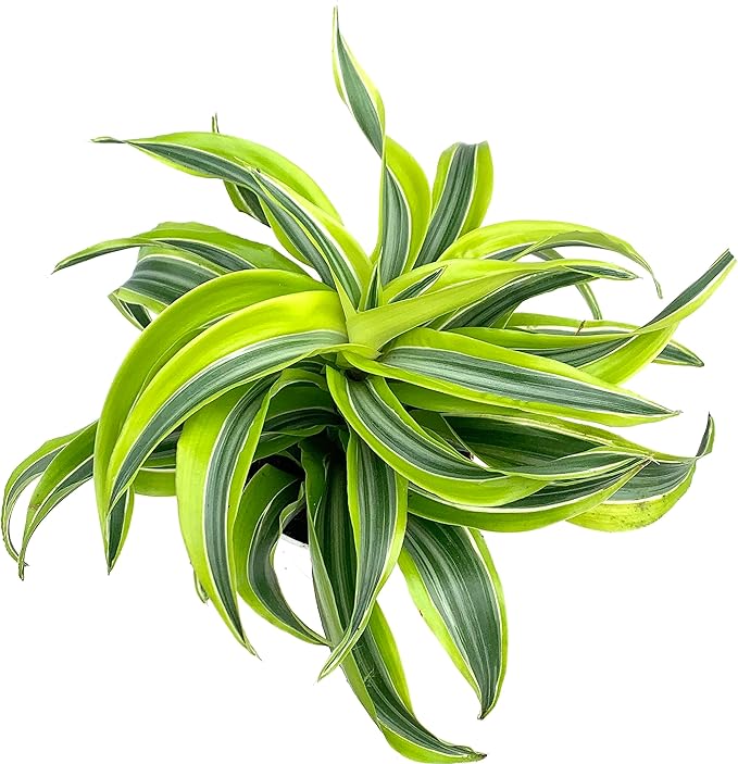 Dracaena Lemon Surprise Air Purifying House Plant