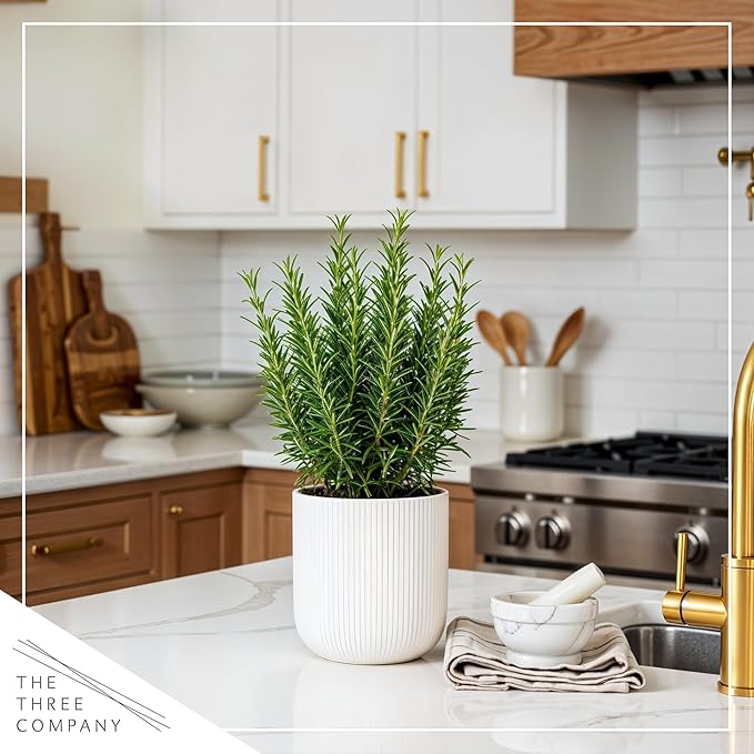 Live Aromatic and Edible Herb - Rosemary (6 Per Pack), Naturally Improves Breathing and Air Quality, 8" Tall by 3" Wide