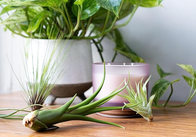 Air Plant Low Light House Plants Box 10PK, Tillandsia Air Plants Live Houseplants Live Indoor Plants Live Succulents Plants Live Terrarium Plants Live, Air Plant Holder Airplant Kit by Plants for Pets