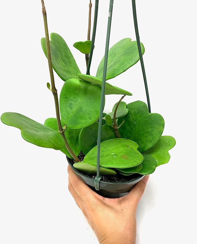 Hoya Kerrii with Heartshape Leaves Live Hoya Plant for Mothers and Loved Ones Sweetheart Hoya Live Plant (Hoya Kerrii in 4" Pot, 2-3 Leaves Plant)