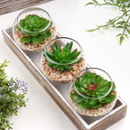 Briful Mini Fake Plants 3 Packs Artificial Succulents Plants in Round Glass Vase Cute Faux Succulents for Bathroom Kitchens Shelf Table Decor