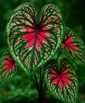 Two Spicy Lizard Caladium Bulbs for Planting – Colorful Tropical Foliage Plants – Shade Loving Indoor Houseplants for Containers, Patio & Garden Decor (2 Bulbs)