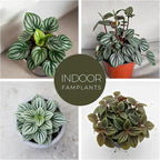 Peperomia Plant Collection (4 Pack)– Set of Rare Varieties | Watermelon, Frost, Eden Rosso & Piccolo Banda | Easy Indoor Houseplants, Live Plants for Home Decor (Peperomia Collection)