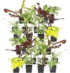 Easy to Grow Houseplants (24 Pack) Live House Plants in Plant Containers, Growers Choice Plant Set in Planters with Potting Soil Mix, Home Décor Planting Kit or Outdoor Garden Gifts by Plants for Pets
