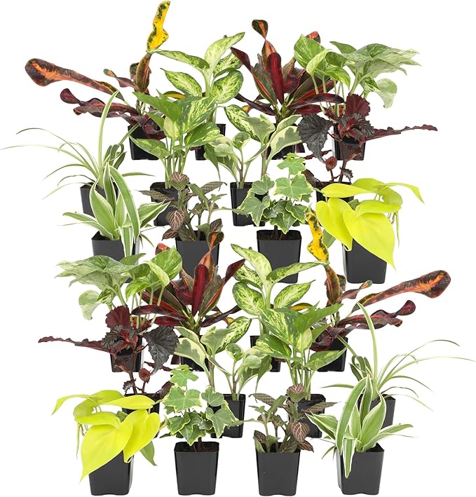 Easy to Grow Houseplants (24 Pack) Live House Plants in Plant Containers, Growers Choice Plant Set in Planters with Potting Soil Mix, Home Décor Planting Kit or Outdoor Garden Gifts by Plants for Pets